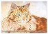 Beautiful cat portraits (Wall Calendar... - Bild 9