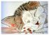 Beautiful cat portraits (Wall Calendar... - Bild 10