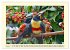 Toucans - clowns of the jungle (Wall... - Bild 13