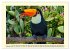 Toucans - clowns of the jungle (Wall... - Bild 15