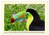 Toucans - clowns of the jungle (Wall... - Bild 3