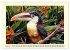 Toucans - clowns of the jungle (Wall... - Bild 10