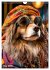 Stylish Dogs (Wall Calendar 2026 DIN A4... - Bild 11