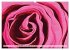 Roses peintes (Calendrier mural 2026... - Bild 12