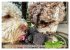 French Truffle Wonders (Wall Calendar... - Bild 14