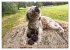 French Truffle Wonders (Wall Calendar... - Bild 9