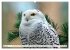 Wildlife of the Tundra (Wall Calendar... - Bild 11