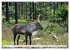 Wildlife of the Tundra (Wall Calendar... - Bild 3