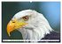 Wildlife of the Tundra (Wall Calendar... - Bild 9