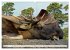 Wildlife of the Tundra (Wall Calendar... - Bild 10