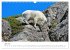 Icefields Parkway in Canada (Wall... - Bild 13