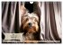 Great fun for Yorkshire Terrier lovers... - Bild 13