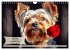 Great fun for Yorkshire Terrier lovers... - Bild 8
