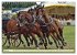 Four-in-hand Driving Challenge (Wall... - Bild 12