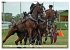 Four-in-hand Driving Challenge (Wall... - Bild 7