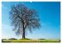 Solitude verdoyante (Calendrier mural... - Bild 7