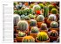 Cacti Wonderland (Wall Calendar 2026... - Bild 13