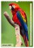Colourful birds (Wall Calendar 2026 DIN... - Bild 7