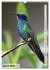 Colourful birds (Wall Calendar 2026 DIN... - Bild 9