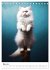 Meow Yoga (Desk Calendar 2026 DIN A5... - Bild 11