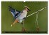 PLUMES LÉGÈRES. Oiseaux du Monde... - Bild 11
