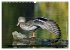 PLUMES LÉGÈRES. Oiseaux du Monde... - Bild 12