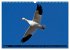 PLUMES LÉGÈRES. Oiseaux du Monde... - Bild 13