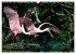 PLUMES LÉGÈRES. Oiseaux du Monde... - Bild 15