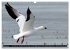 PLUMES LÉGÈRES. Oiseaux du Monde... - Bild 7