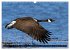 PLUMES LÉGÈRES. Oiseaux du Monde... - Bild 8