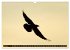 PLUMES LÉGÈRES. Oiseaux du Monde... - Bild 10