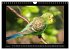 Budgie Calendar - UK Version (Wall... - Bild 12
