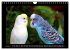Budgie Calendar - UK Version (Wall... - Bild 13