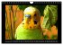 Budgie Calendar - UK Version (Wall... - Bild 4