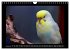 Budgie Calendar - UK Version (Wall... - Bild 7