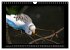 Budgie Calendar - UK Version (Wall... - Bild 8