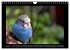 Budgie Calendar - UK Version (Wall... - Bild 10