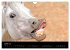 Les chevaux du Maroc (Calendrier mural... - Bild 13
