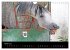 Les chevaux du Maroc (Calendrier mural... - Bild 8