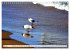 Lachmöwen an der Ostsee (Wandkalender... - Bild 11