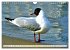 Lachmöwen an der Ostsee (Wandkalender... - Bild 4