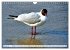 Lachmöwen an der Ostsee (Wandkalender... - Bild 7
