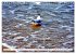 Lachmöwen an der Ostsee (Wandkalender... - Bild 8