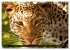 Big Cats ¿ Faces of the most beautiful... - Bild 11