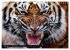 Big Cats ¿ Faces of the most beautiful... - Bild 12