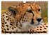 Big Cats ¿ Faces of the most beautiful... - Bild 13