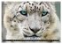 Big Cats ¿ Faces of the most beautiful... - Bild 15