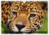 Big Cats ¿ Faces of the most beautiful... - Bild 3