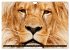 Big Cats ¿ Faces of the most beautiful... - Bild 4