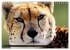 Big Cats ¿ Faces of the most beautiful... - Bild 5